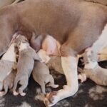 come capire se il cane ha finito di partorire