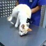 come immobilizzare un gatto aggressivo