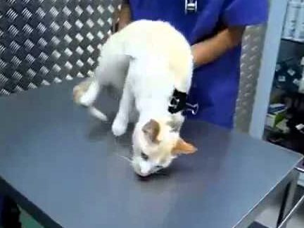 Come Immobilizzare Un Gatto Aggressivo 1 come immobilizzare un gatto aggressivo