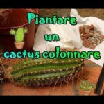 come tagliare un cactus troppo alto