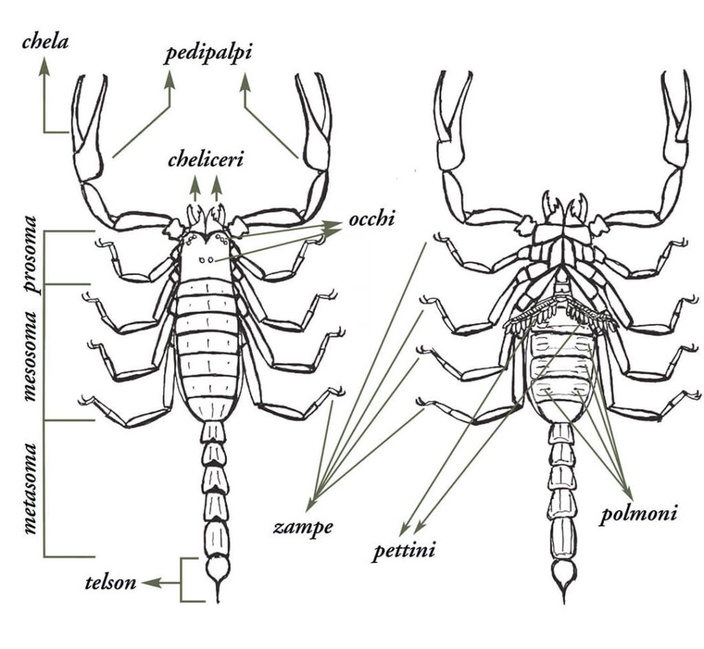 Come Tenere Sulle Spine Uno Scorpione 1 come tenere sulle spine uno scorpione