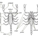 come tenere sulle spine uno scorpione
