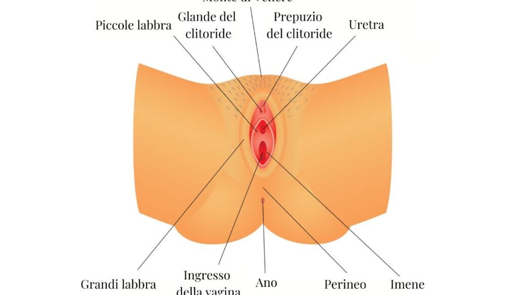 Come Trovare Il Clitoride 1 come trovare il clitoride